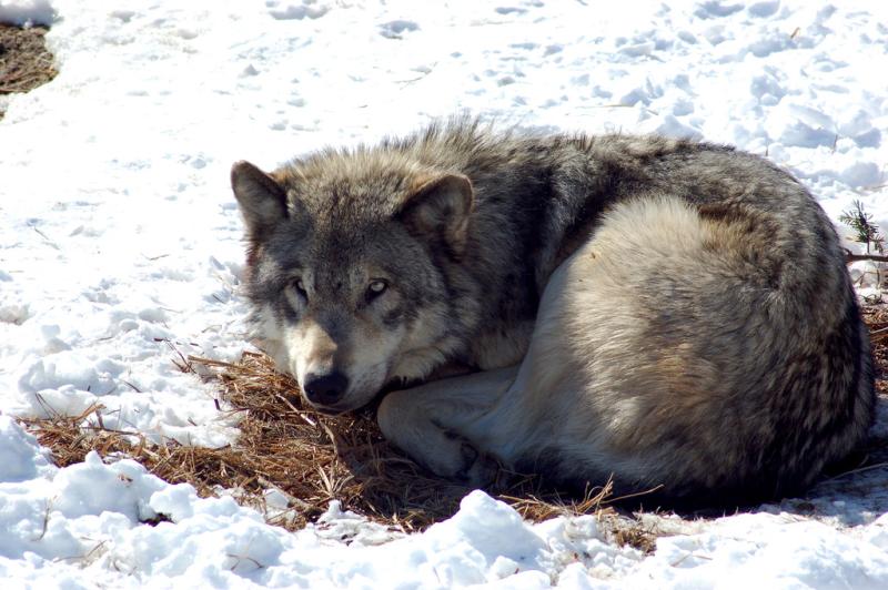 Gray Wolf | Canis lupus photo