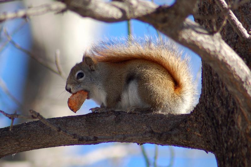 Red Squirrel | Tamiasciurus hudsonicus photo