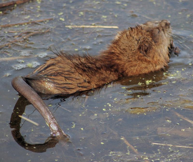 Muskrat | Ondatra zibethicus photo