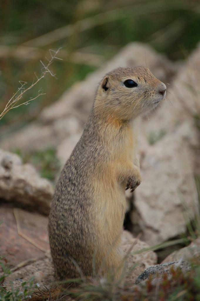 Richardson's Ground Squirrel | Spermophilus richardsonii photo