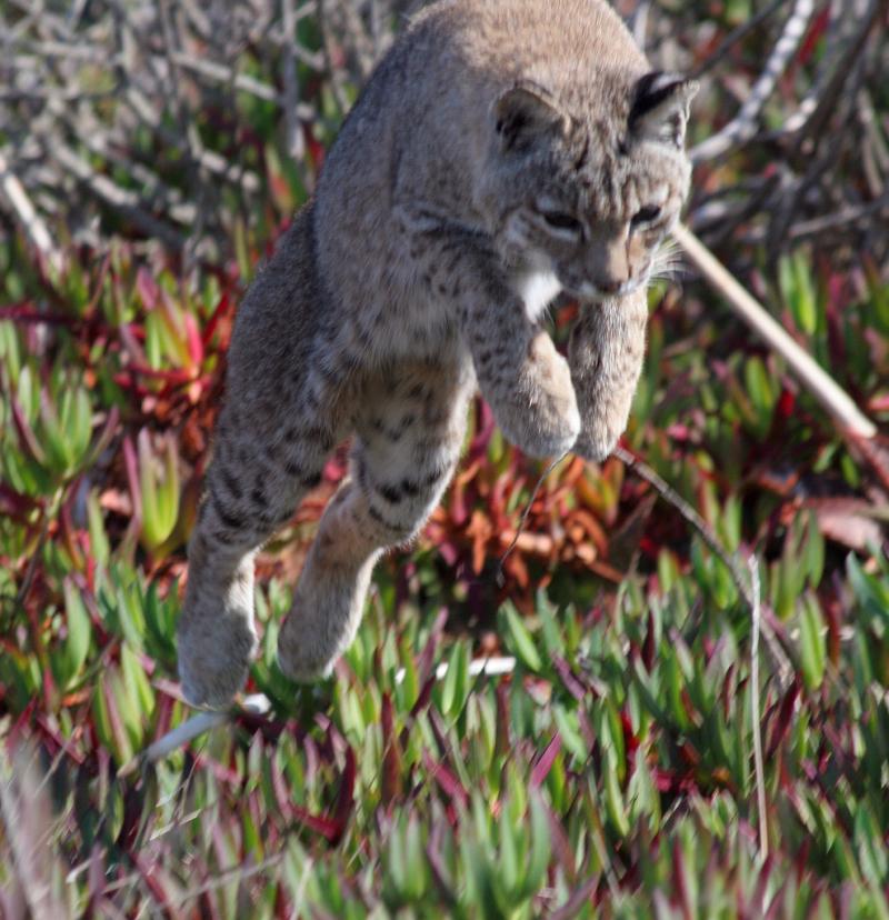 Bobcat | Lynx rufus photo