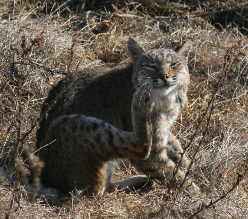 Bobcat | Lynx rufus photo