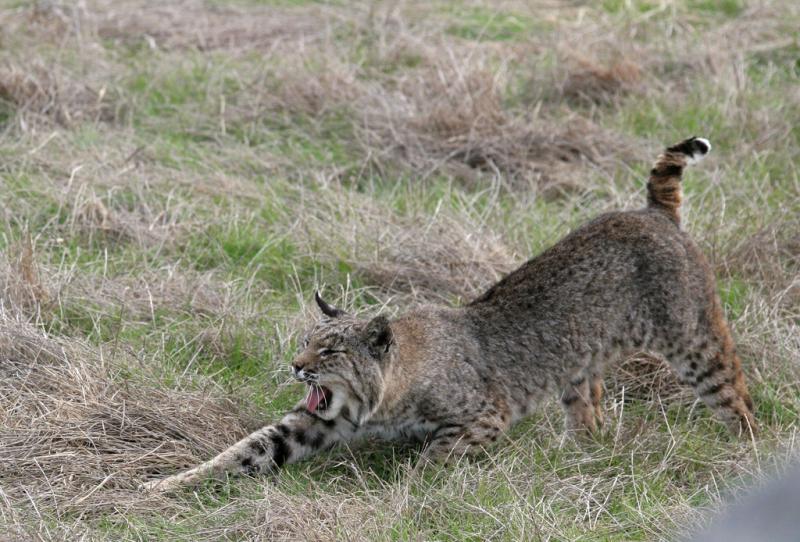 Bobcat | Lynx rufus photo