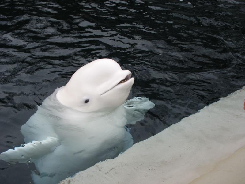 Beluga | Delphinapterus leucas photo