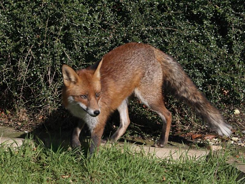 Red Fox | Vulpes vulpes photo