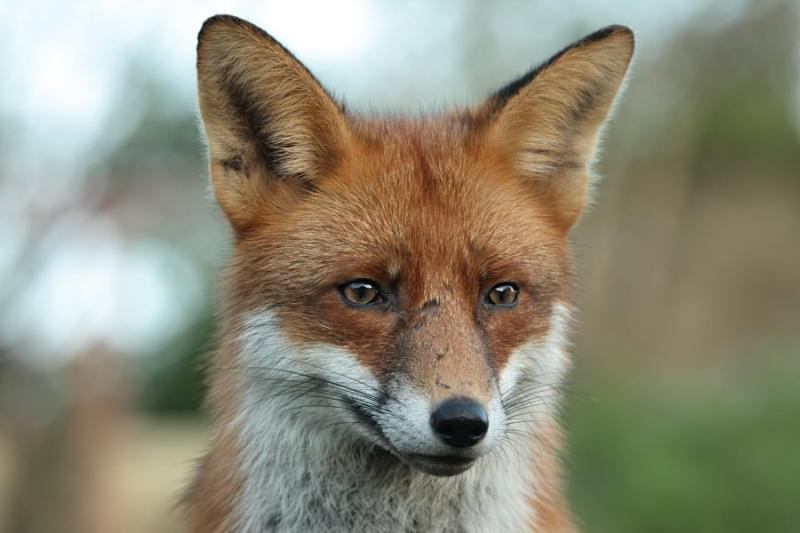 Many fox. The Fox. Crying Fox. Skygge Fox.