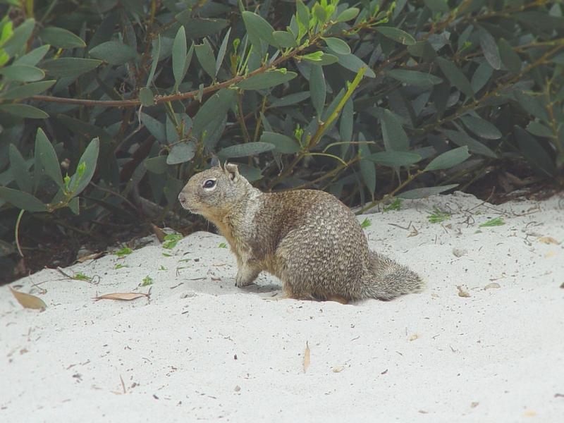 California Ground Squirrel | Spermophilus beecheyi photo