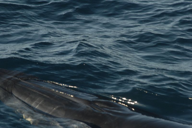 Bryde's Whale | Balaenoptera edeni photo