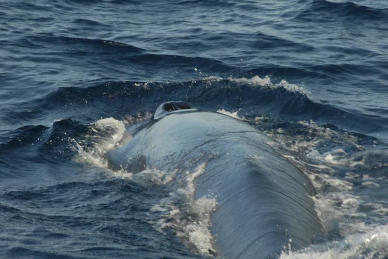 Bryde's Whale | Balaenoptera edeni photo