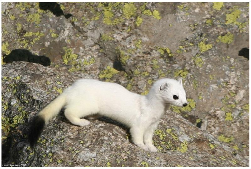 Ermine | Mustela erminea photo