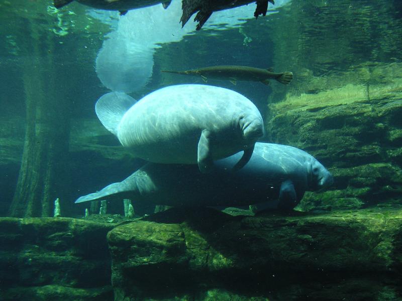 West Indian Manatee | Trichechus manatus photo