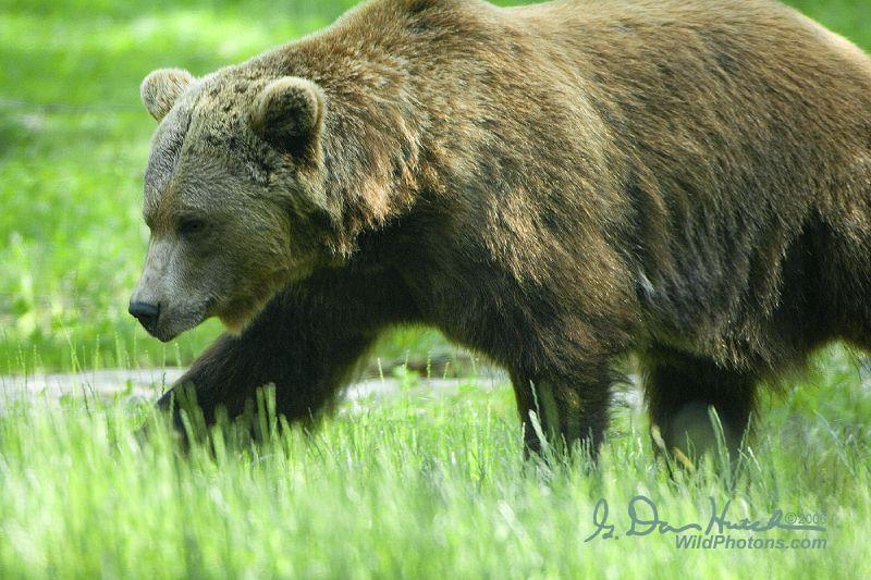 Brown Bear | Ursus arctos photo