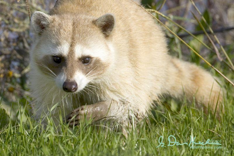 Northern Raccoon | Procyon lotor photo