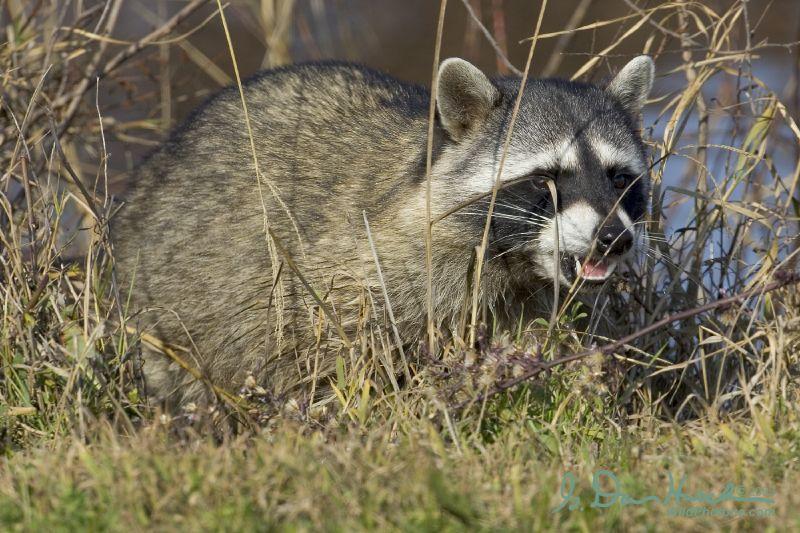 Northern Raccoon | Procyon lotor photo