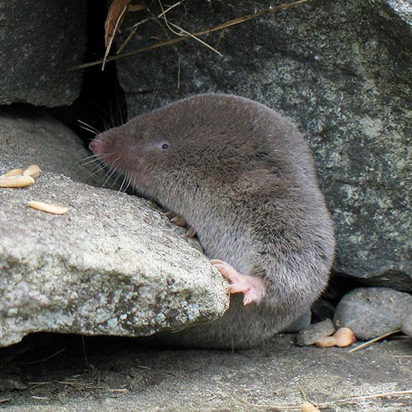 Northern Short-tailed Shrew | Blarina brevicauda photo