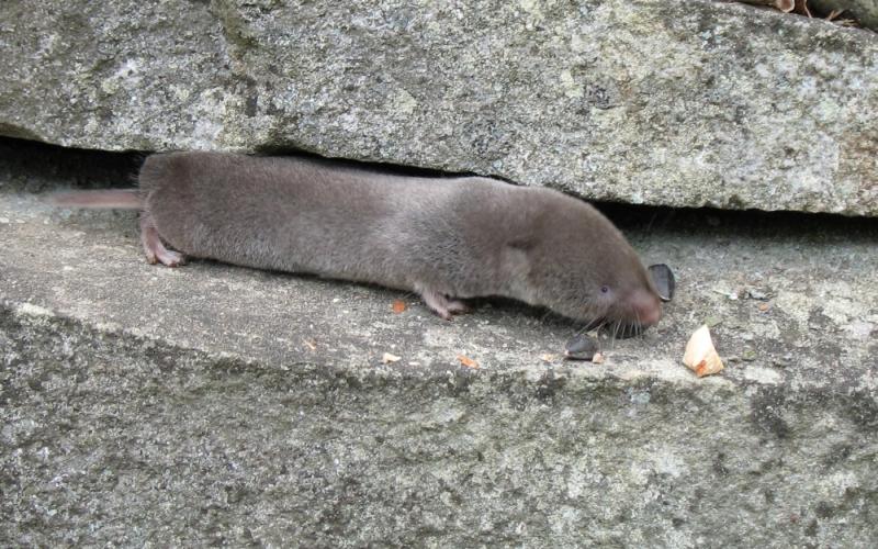 Northern Short-tailed Shrew | Blarina brevicauda photo