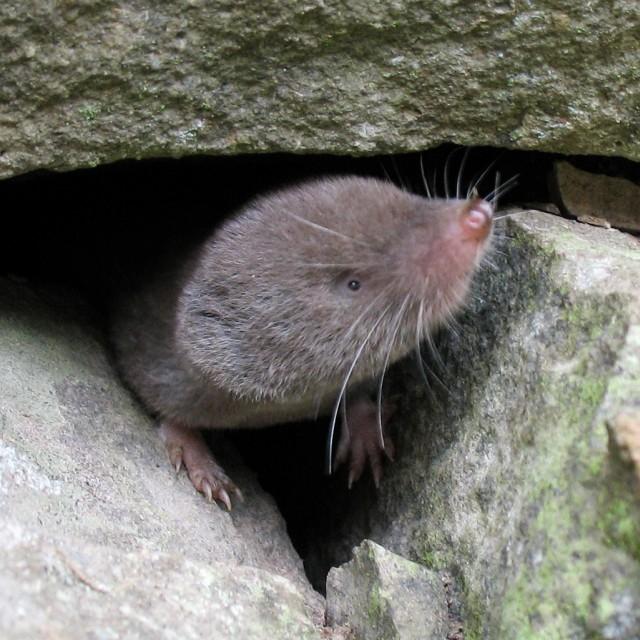 Northern Short-tailed Shrew | Blarina brevicauda photo