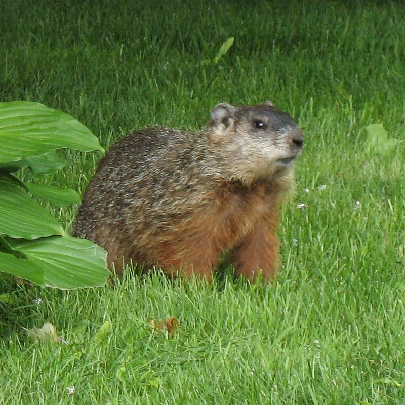 Woodchuck | Marmota monax photo