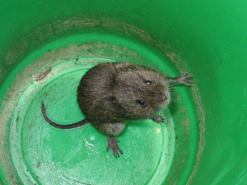 Meadow Vole | Microtus pennsylvanicus photo