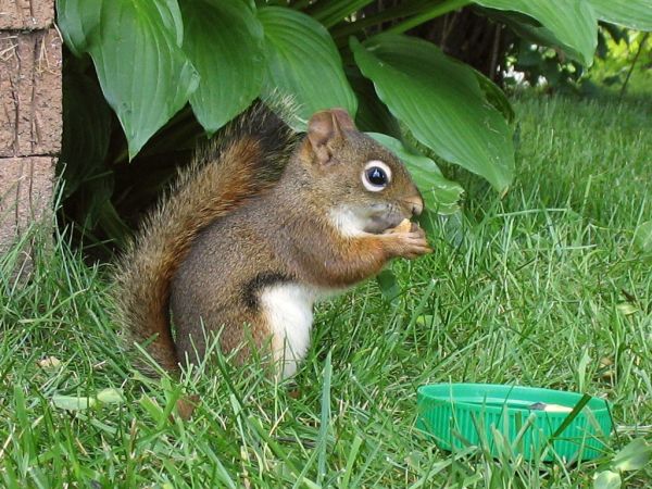 Red Squirrel | Tamiasciurus hudsonicus photo