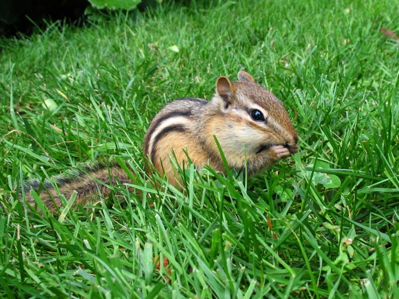 Eastern Chipmunk | Tamias striatus photo