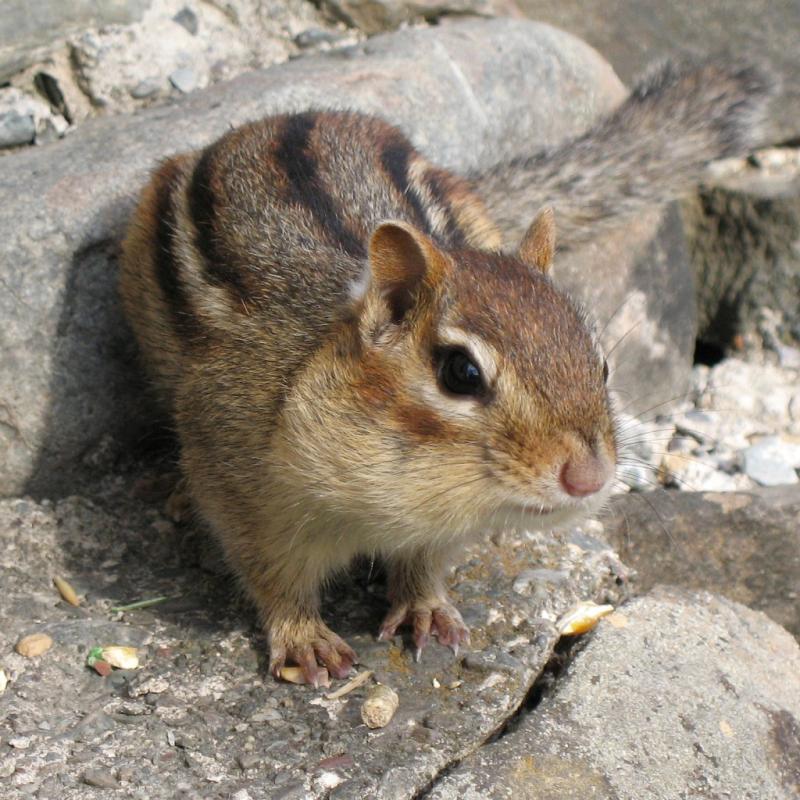 Eastern Chipmunk | Tamias striatus photo