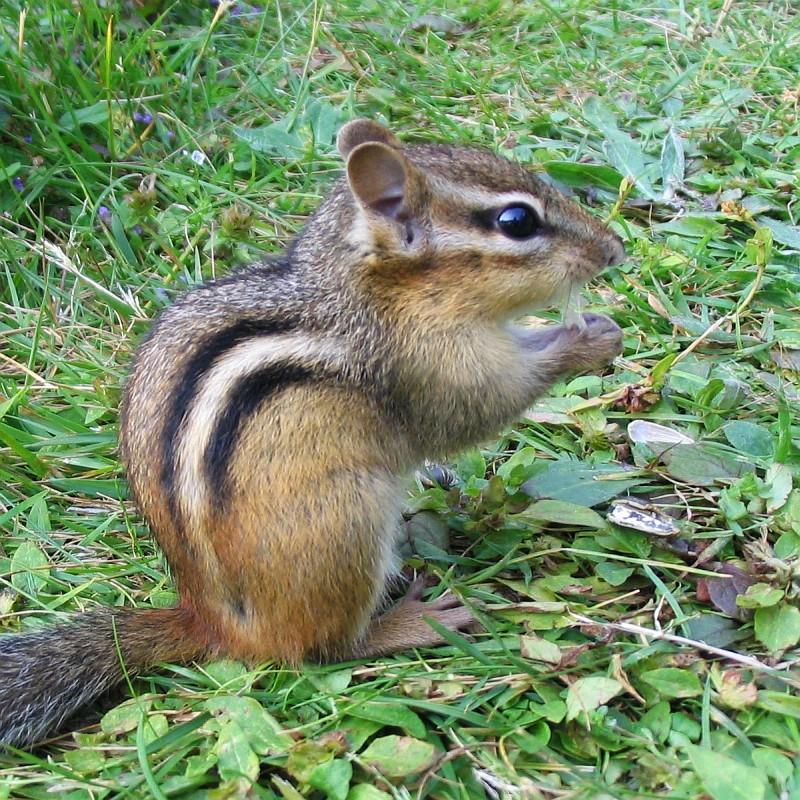 Eastern Chipmunk | Tamias striatus photo