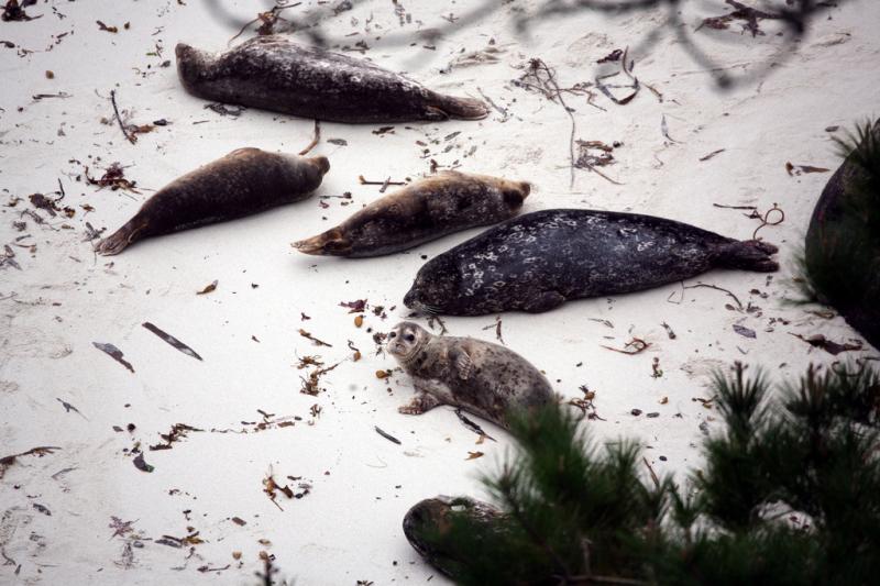 Harbor Seal | Phoca vitulina photo