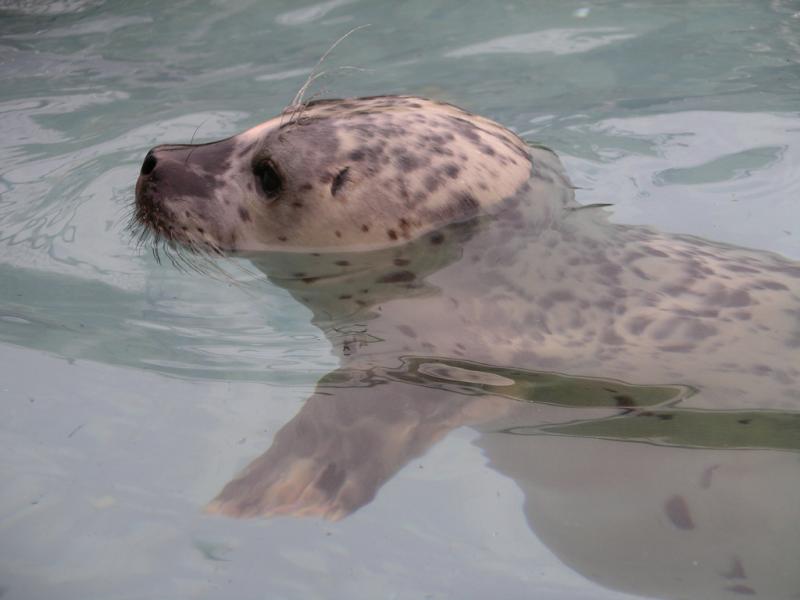Harbor Seal | Phoca vitulina photo