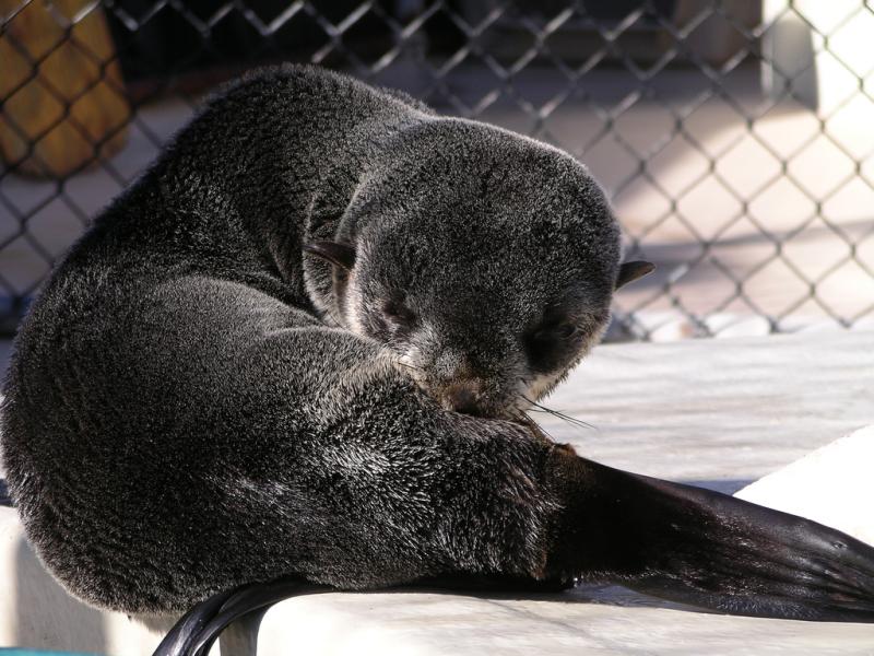 Northern Fur Seal | Callorhinus ursinus photo