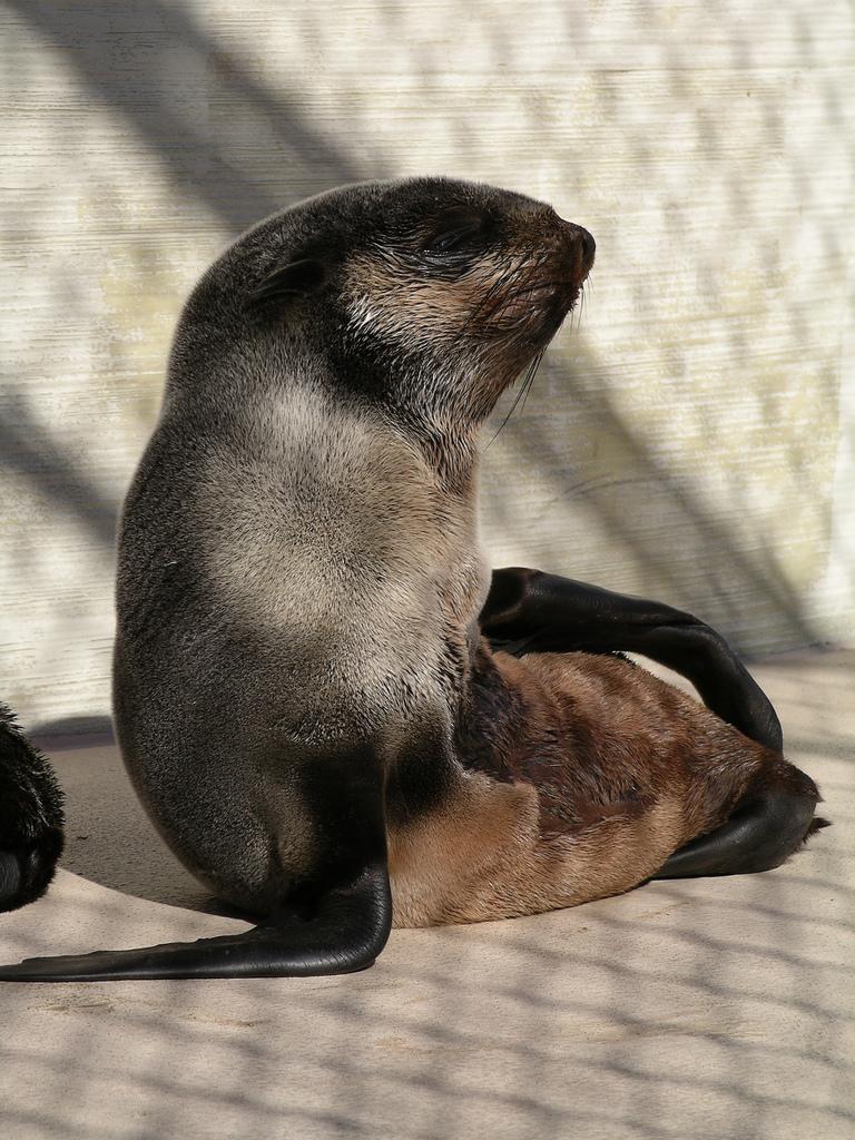 Northern Fur Seal | Callorhinus ursinus photo