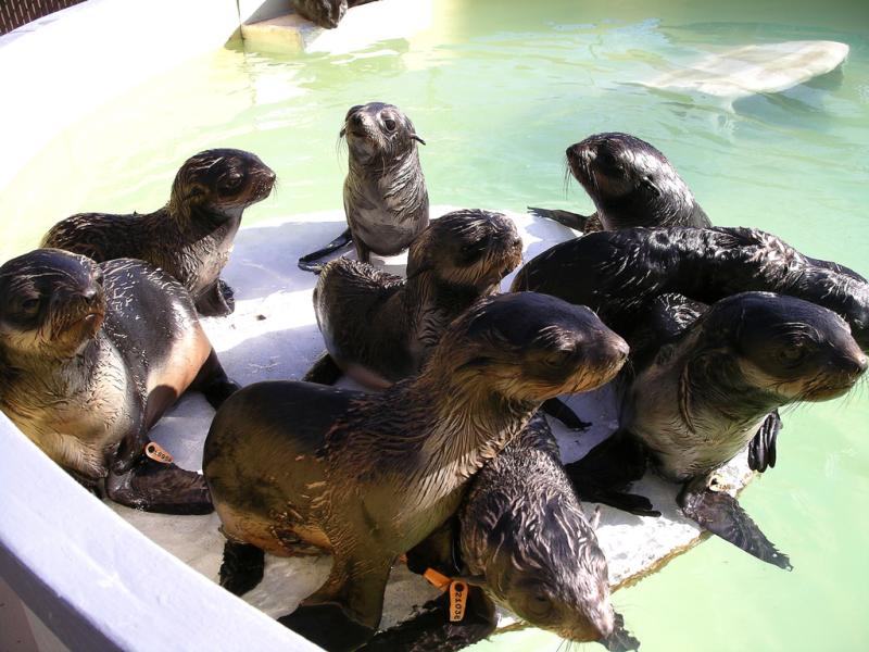 Northern Fur Seal | Callorhinus ursinus photo