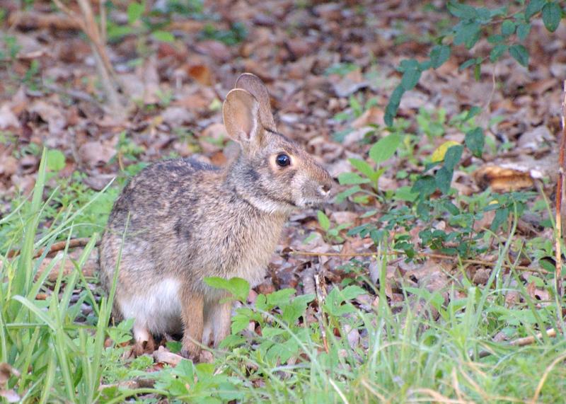 Swamp Rabbit | Sylvilagus aquaticus photo