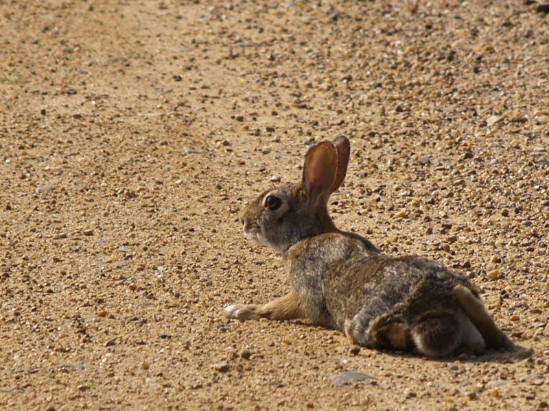 Swamp Rabbit | Sylvilagus aquaticus photo