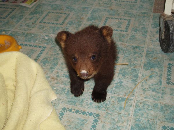 American Black Bear | Ursus americanus photo