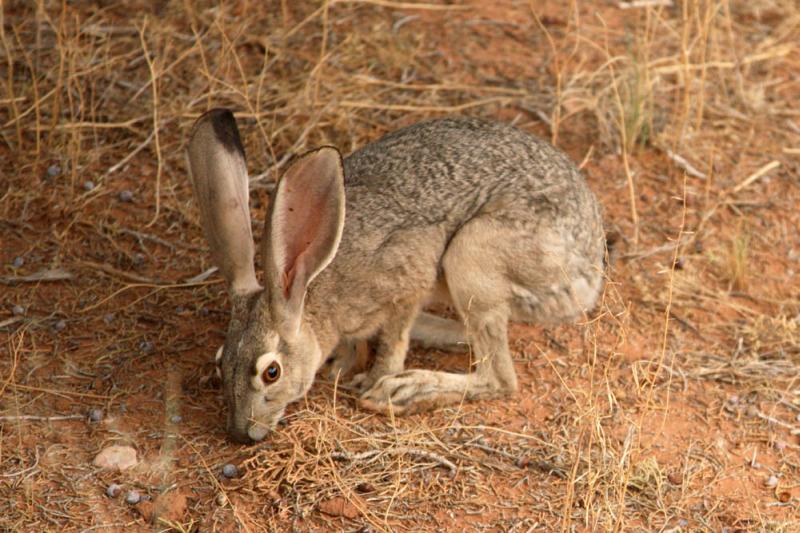 Black-tailed Jackrabbit | Lepus californicus photo