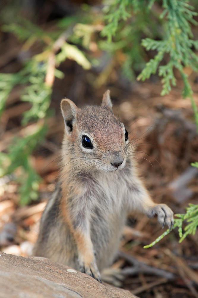 Golden-mantled Ground Squirrel | Spermophilus lateralis photo