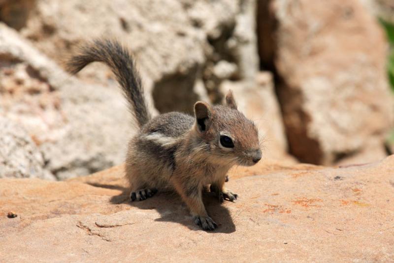 Golden-mantled Ground Squirrel | Spermophilus lateralis photo