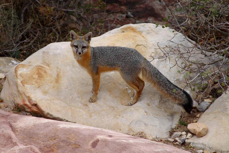 Common Gray Fox | Urocyon cinereoargenteus photo