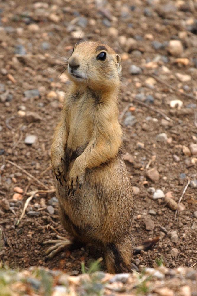 Utah Prairie Dog | Cynomys parvidens photo