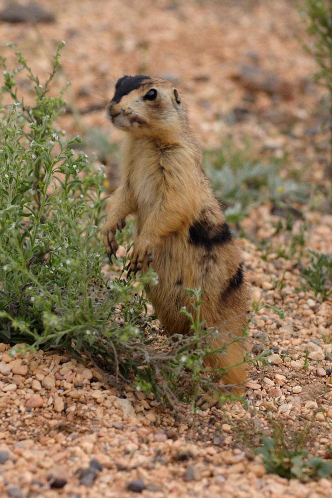 Utah Prairie Dog | Cynomys parvidens photo