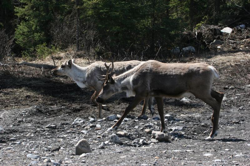 Caribou | Rangifer tarandus photo