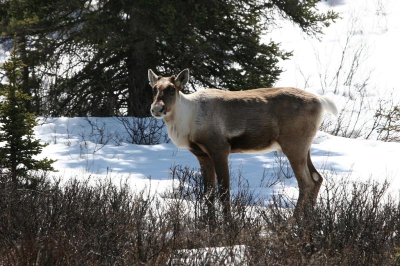 Caribou | Rangifer tarandus photo