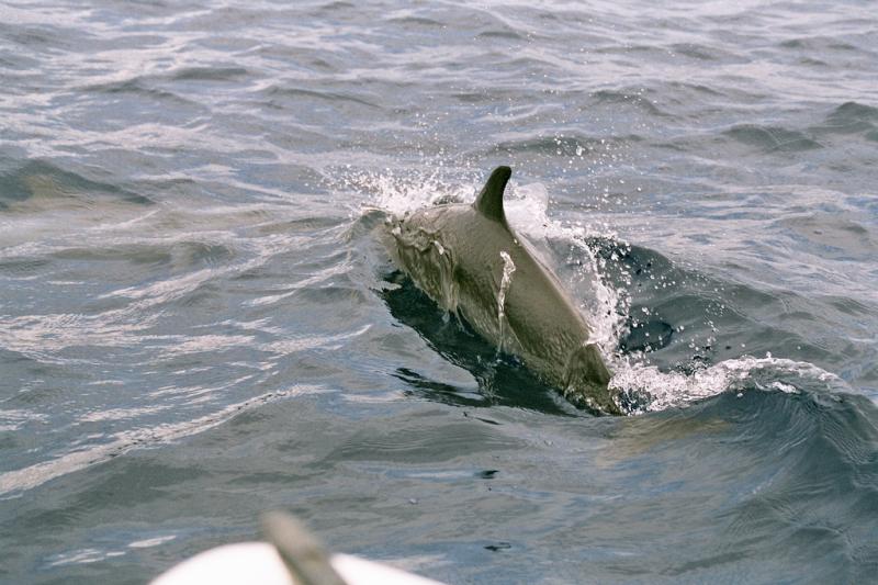 Pantropical Spotted Dolphin | Stenella attenuata photo