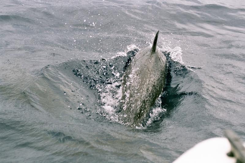 Pantropical Spotted Dolphin | Stenella attenuata photo