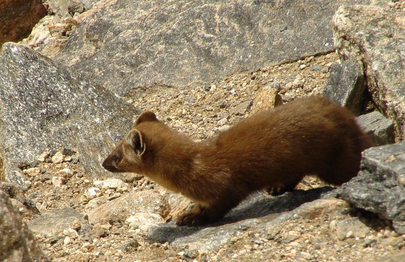 American Marten | Martes americana photo