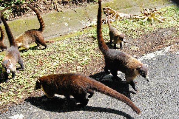 White-nosed Coati | Nasua narica photo