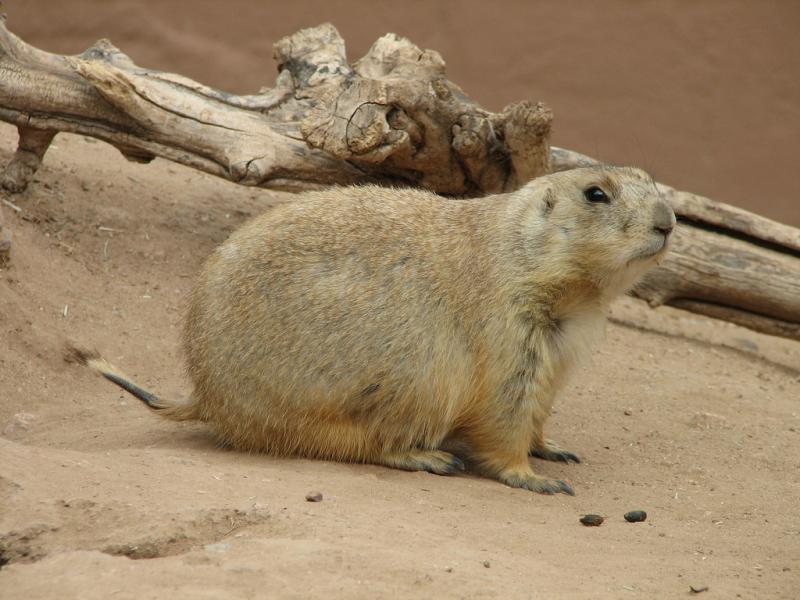 Black-tailed Prairie Dog | Cynomys ludovicianus photo