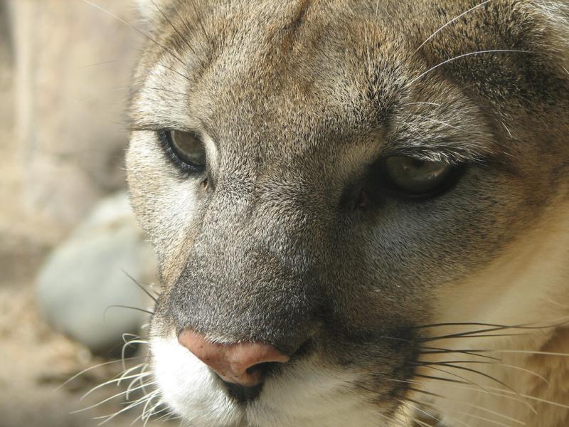 Cougar | Puma concolor photo