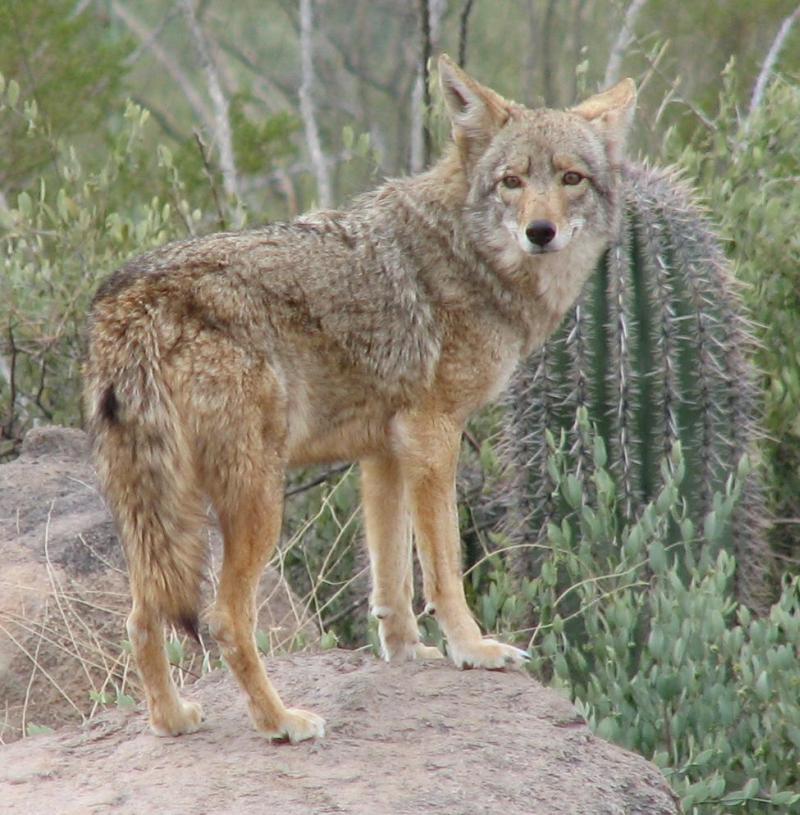Coyote | Canis latrans photo